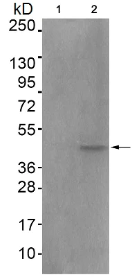 Western blot - Anti-c-Fos (phospho T232) antibody (AB193365)