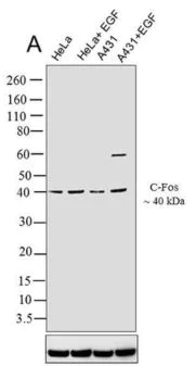 Western blot - Anti-c-Fos (phospho T232) antibody [RP23040102] (AB308128)