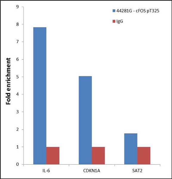 ChIP - Anti-c-Fos (phospho T325) antibody (AB27793), expandable thumbnail