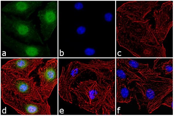 Immunocytochemistry/ Immunofluorescence - Anti-c-Fos (phospho T325) antibody (AB27793), expandable thumbnail