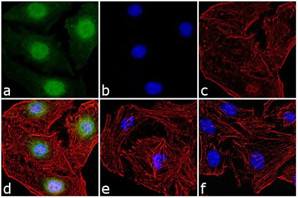 Immunocytochemistry/ Immunofluorescence - Anti-c-Fos (phospho T325) antibody (AB27793)