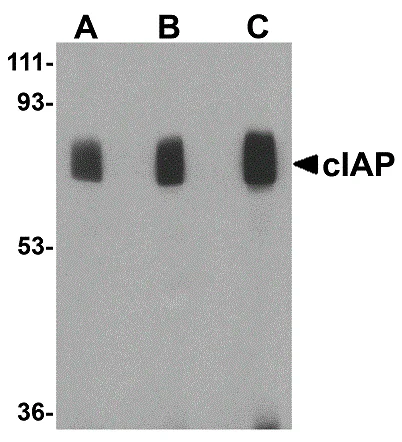 Western blot - Anti-c-IAP1 and c-IAP2 antibody (AB25939)
