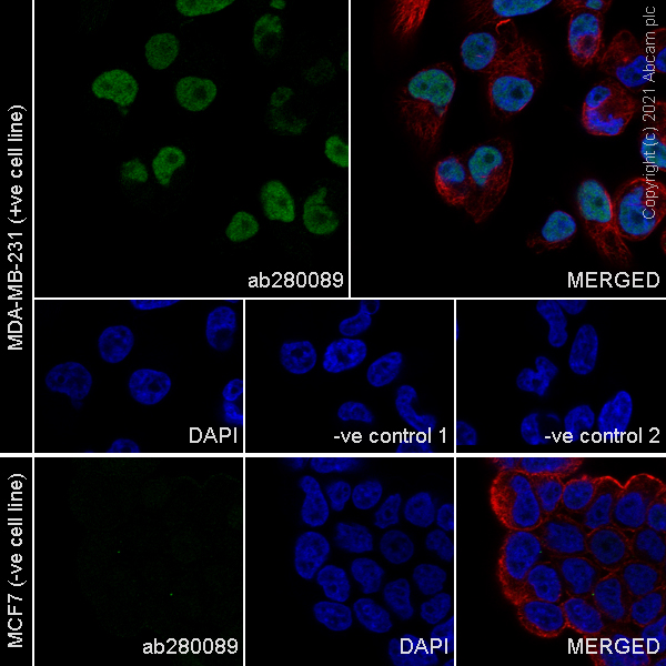 Immunocytochemistry/ Immunofluorescence - Anti-c-Jun antibody [3/Jun] (AB280089), expandable thumbnail