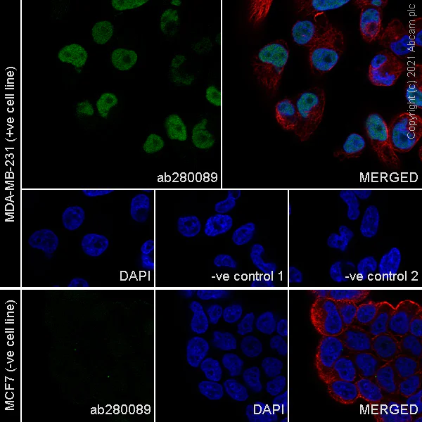 Immunocytochemistry/ Immunofluorescence - Anti-c-Jun antibody [3/Jun] (AB280089)
