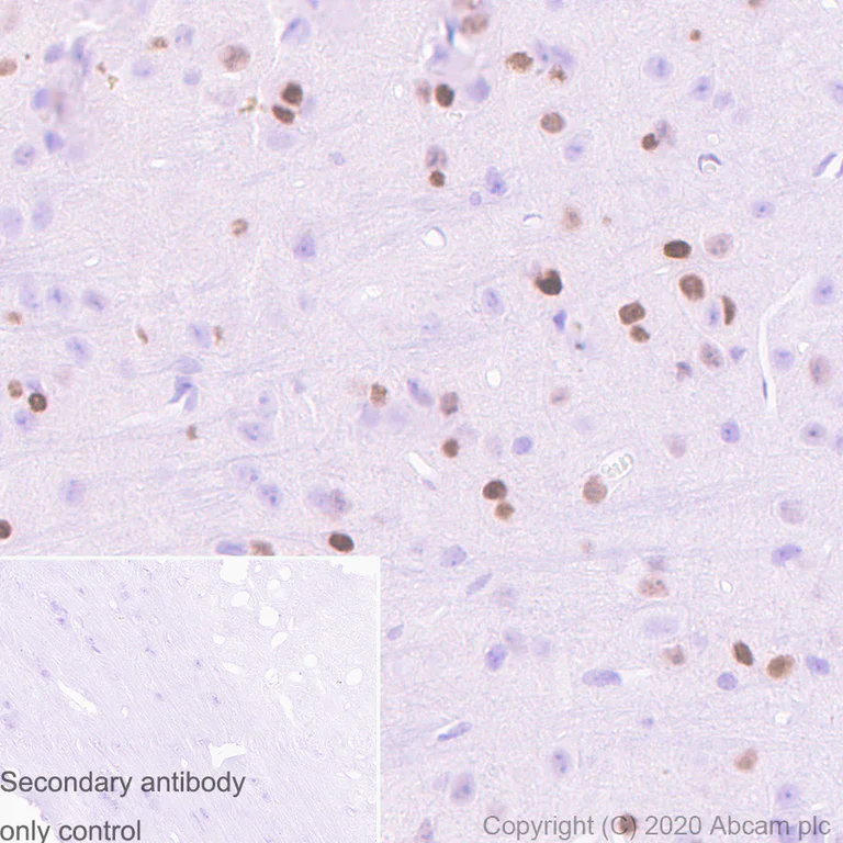 Immunohistochemistry (Formalin/PFA-fixed paraffin-embedded sections) - Anti-c-Jun antibody [3/Jun] (AB280089)