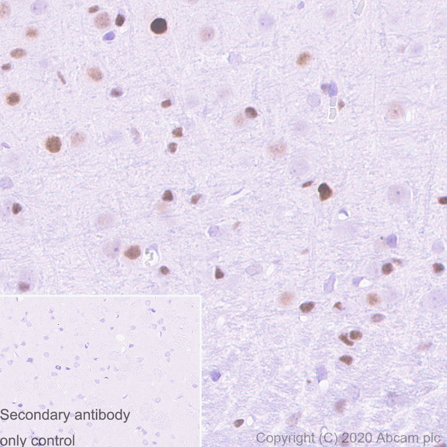 Immunohistochemistry (Formalin/PFA-fixed paraffin-embedded sections) - Anti-c-Jun antibody [3/Jun] (ab280089), expandable thumbnail