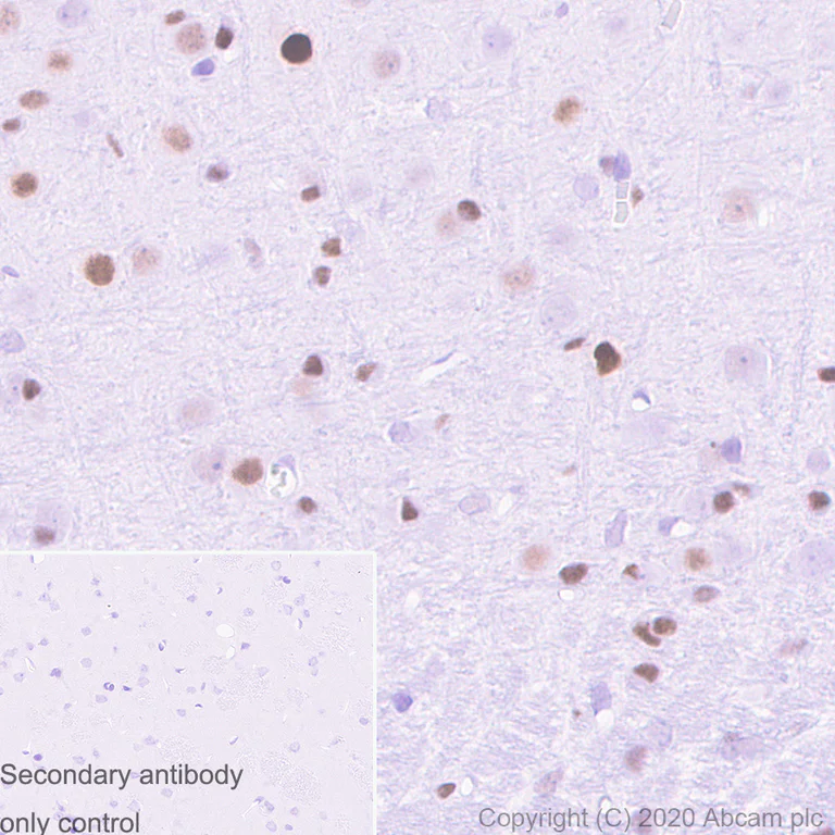Immunohistochemistry (Formalin/PFA-fixed paraffin-embedded sections) - Anti-c-Jun antibody [3/Jun] (AB280089)