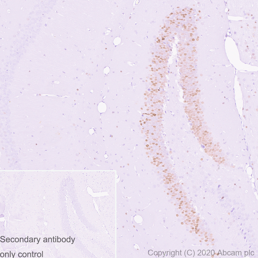 Immunohistochemistry (Formalin/PFA-fixed paraffin-embedded sections) - Anti-c-Jun antibody [3/Jun] (ab280089), expandable thumbnail