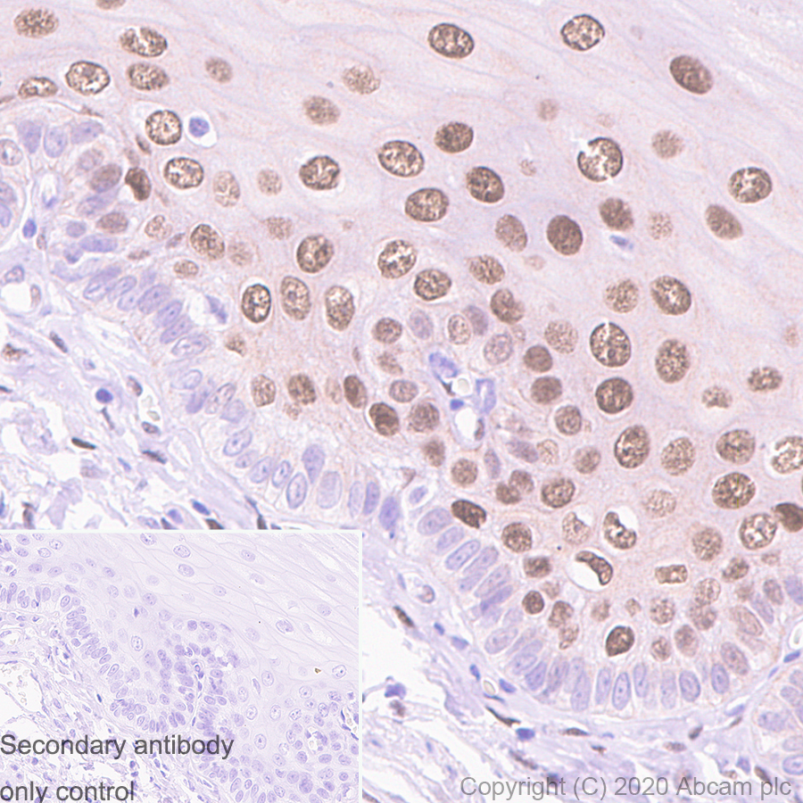 Immunohistochemistry (Formalin/PFA-fixed paraffin-embedded sections) - Anti-c-Jun antibody [3/Jun] (AB280089), expandable thumbnail
