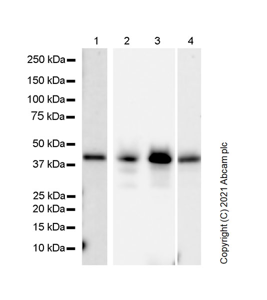 Western blot - Anti-c-Jun antibody [3/Jun] (AB280089), expandable thumbnail