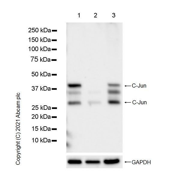 Western blot - Anti-c-Jun antibody [3/Jun] (AB280089), expandable thumbnail