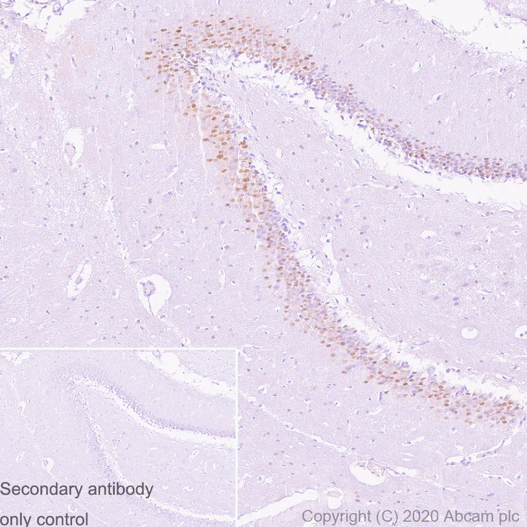 Immunohistochemistry (Formalin/PFA-fixed paraffin-embedded sections) - Anti-c-Jun antibody [3/Jun] - BSA and Azide free (AB280094)