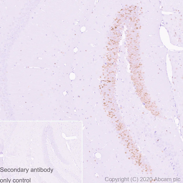 Immunohistochemistry (Formalin/PFA-fixed paraffin-embedded sections) - Anti-c-Jun antibody [3/Jun] - BSA and Azide free (AB280094)