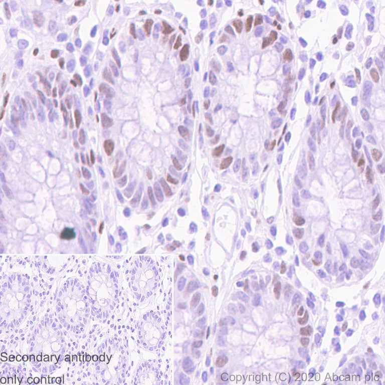 Immunohistochemistry (Formalin/PFA-fixed paraffin-embedded sections) - Anti-c-Jun antibody [3/Jun] - BSA and Azide free (AB280094)