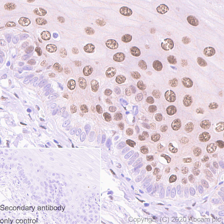 Immunohistochemistry (Formalin/PFA-fixed paraffin-embedded sections) - Anti-c-Jun antibody [3/Jun] - BSA and Azide free (AB280094)