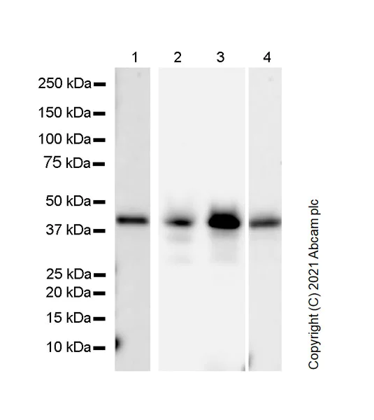 Western blot - Anti-c-Jun antibody [3/Jun] - BSA and Azide free (AB280094)
