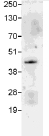 Immunoprecipitation - Anti-c-Jun antibody (AB105186), expandable thumbnail