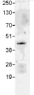Immunoprecipitation - Anti-c-Jun antibody (AB105186)