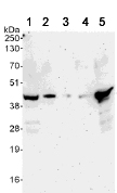 Western blot - Anti-c-Jun antibody (AB105186), expandable thumbnail