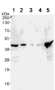 Western blot - Anti-c-Jun antibody (AB105186)
