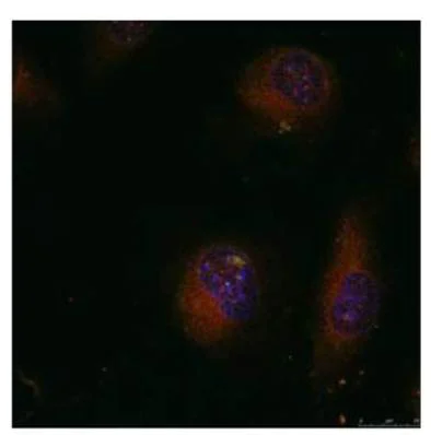 Immunocytochemistry/ Immunofluorescence - Anti-c-Jun antibody (AB131497)