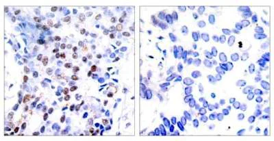 Immunohistochemistry (Formalin/PFA-fixed paraffin-embedded sections) - Anti-c-Jun antibody (AB131497)