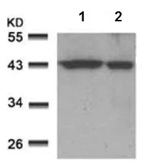 Western blot - Anti-c-Jun antibody (AB131497)