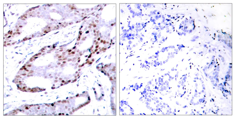Immunohistochemistry (Formalin/PFA-fixed paraffin-embedded sections) - Anti-c-Jun antibody (AB31367)