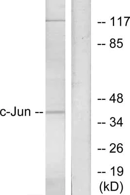 Western blot - Anti-c-Jun antibody (AB31367)