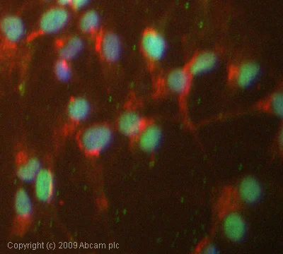 Immunocytochemistry/ Immunofluorescence - Anti-c-Jun antibody (AB31419)