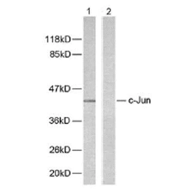 Western blot - Anti-c-Jun antibody (AB31419)