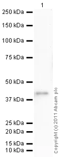 Western blot - Anti-c-Jun antibody (AB31419)