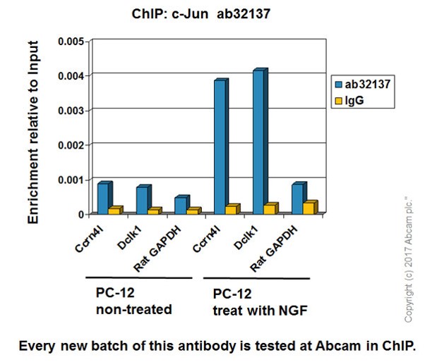 ChIP - Anti-c-Jun antibody [E254] - BSA and Azide free (AB218576), expandable thumbnail