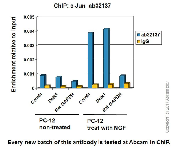 ChIP - Anti-c-Jun antibody [E254] - BSA and Azide free (AB218576)