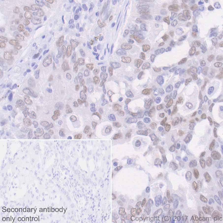 Immunohistochemistry (Formalin/PFA-fixed paraffin-embedded sections) - Anti-c-Jun antibody [E254] - BSA and Azide free (AB218576), expandable thumbnail