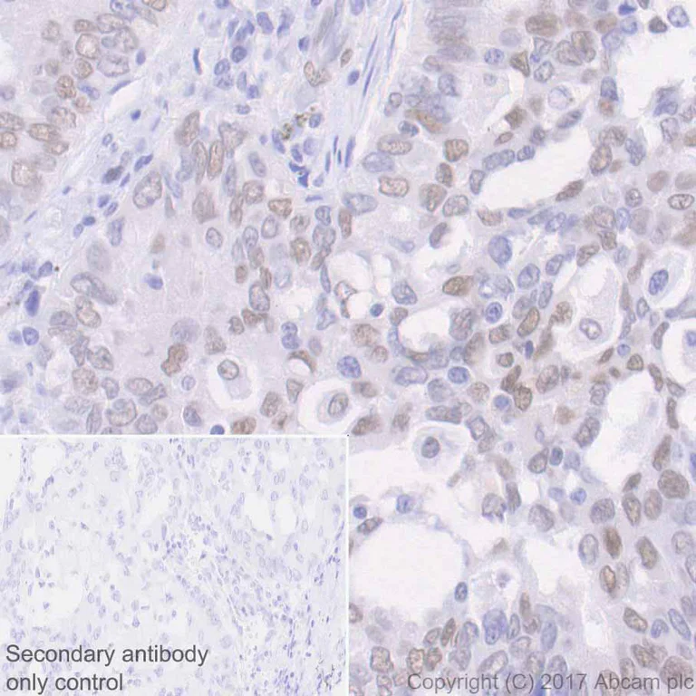 Immunohistochemistry (Formalin/PFA-fixed paraffin-embedded sections) - Anti-c-Jun antibody [E254] - BSA and Azide free (AB218576)