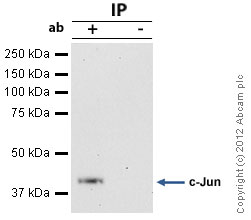 Immunoprecipitation - Anti-c-Jun antibody [E254] - BSA and Azide free (AB218576), expandable thumbnail