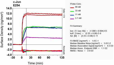OI-RD Scanning - Anti-c-Jun antibody [E254] - BSA and Azide free (AB218576), expandable thumbnail