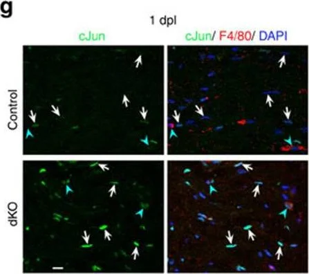 Immunohistochemistry - Anti-c-Jun antibody [E254] - ChIP Grade (AB32137)