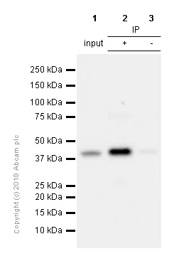 Immunoprecipitation - Anti-c-Jun antibody [E254] - ChIP Grade (AB32137)