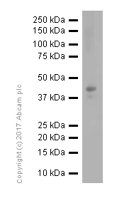 Western blot - Anti-c-Jun antibody [E254] - ChIP Grade (AB32137)