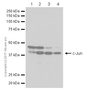 Western blot - Anti-c-Jun antibody [E254] - ChIP Grade (AB32137), expandable thumbnail