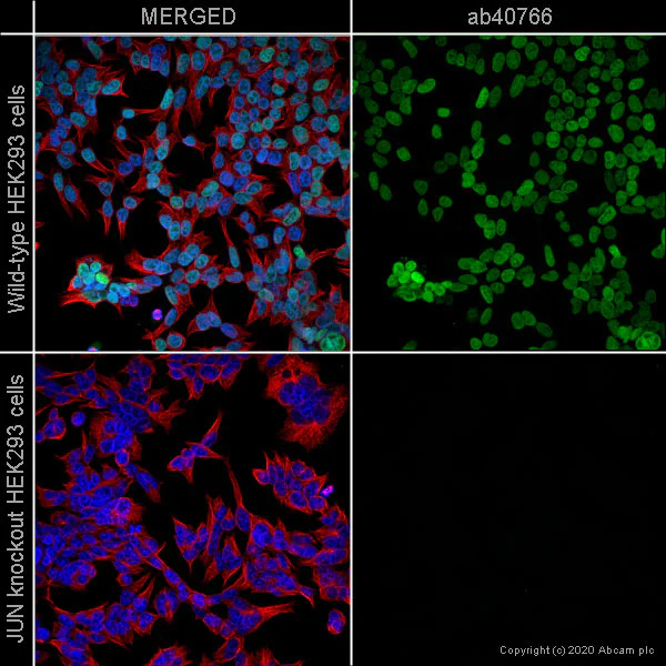 Immunocytochemistry/ Immunofluorescence - Anti-c-Jun antibody [EP693Y] (AB40766)