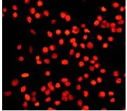 Immunocytochemistry/ Immunofluorescence - Anti-c-Jun antibody [EP693Y] (AB40766)