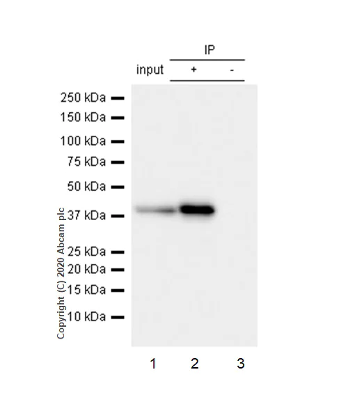 Immunoprecipitation - Anti-c-Jun antibody [EP693Y] (AB40766)