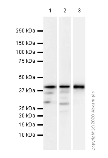 Western blot - Anti-c-Jun antibody [EP693Y] (AB40766)