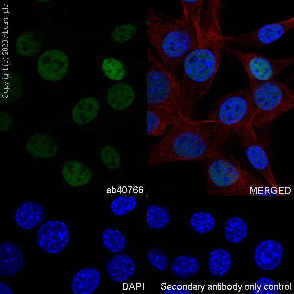 Immunocytochemistry/ Immunofluorescence - Anti-c-Jun antibody [EP693Y] - BSA and Azide free (AB247284)