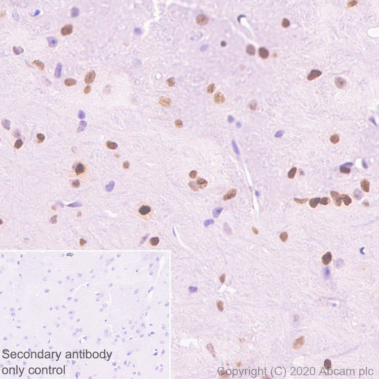 Immunohistochemistry (Formalin/PFA-fixed paraffin-embedded sections) - Anti-c-Jun antibody [EP693Y] - BSA and Azide free (AB247284)