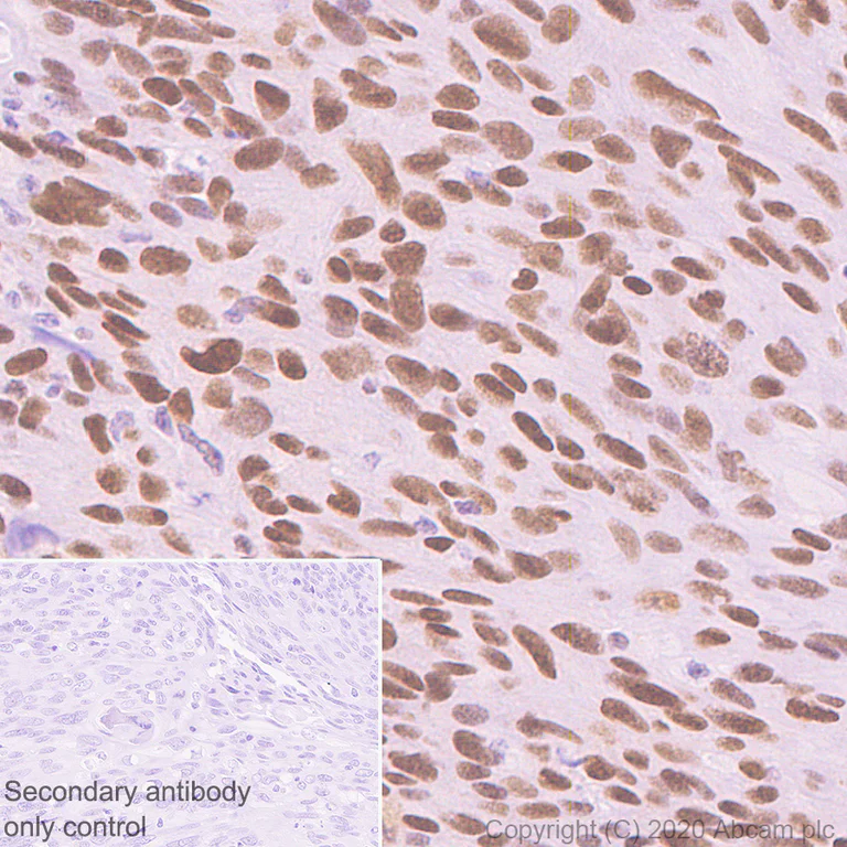 Immunohistochemistry (Formalin/PFA-fixed paraffin-embedded sections) - Anti-c-Jun antibody [EP693Y] - BSA and Azide free (AB247284)