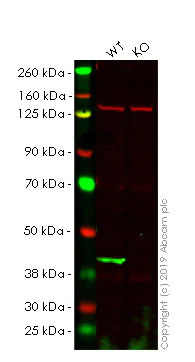 Western blot - Anti-c-Jun antibody [EP693Y] - BSA and Azide free (AB247284)